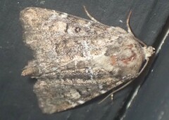 Oligia chlorostigma