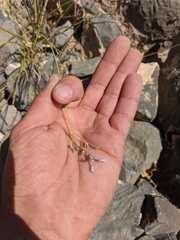 Lavandula subnuda