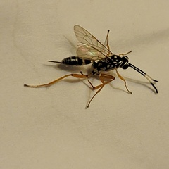 Agonocryptus discoidaloides