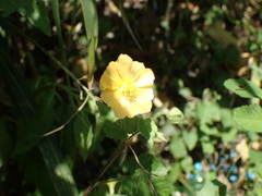 Abutilon sonneratianum