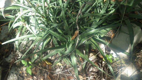 Aloe roeoeslii