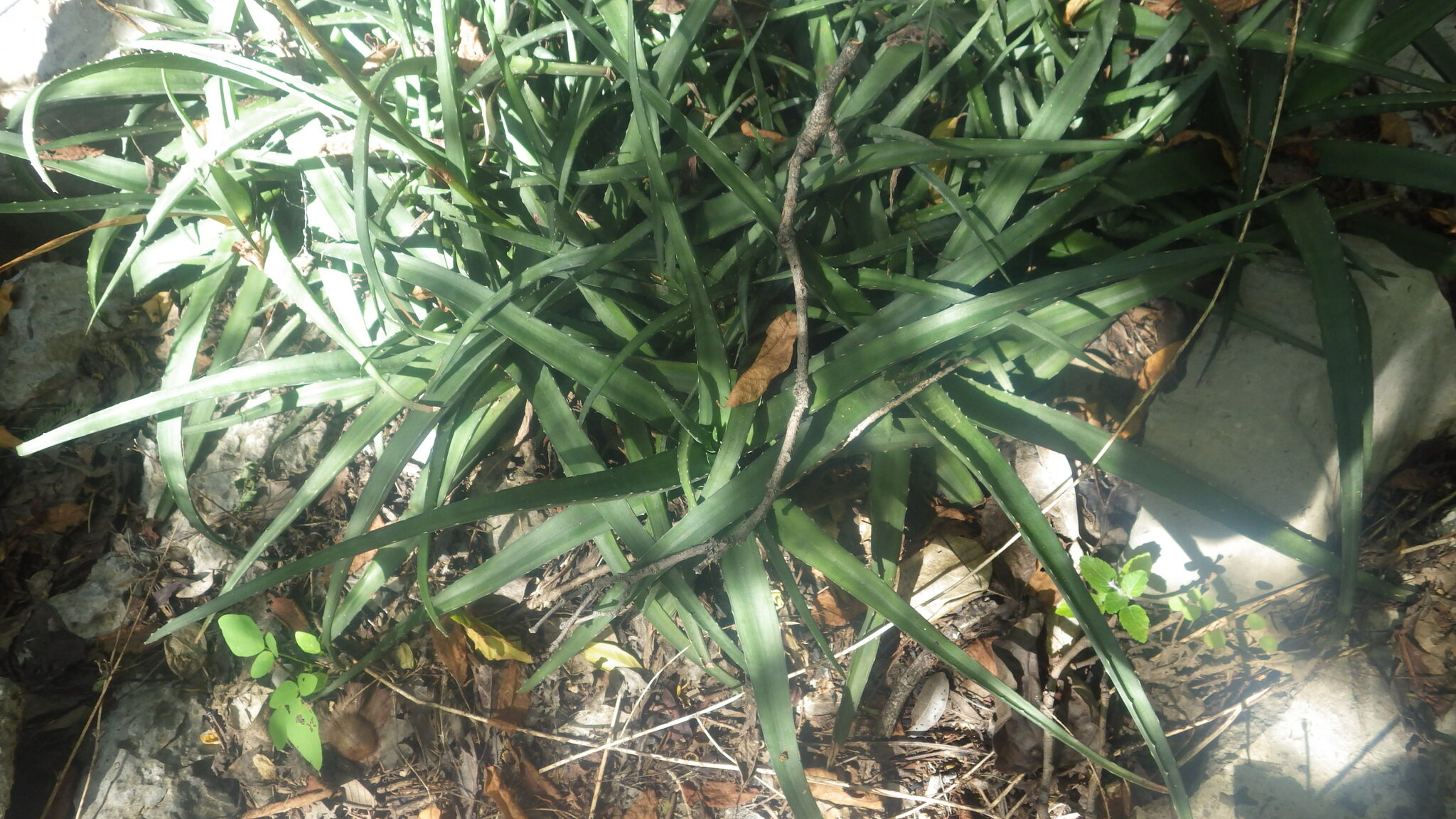 Aloe roeoeslii