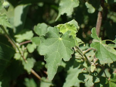Abutilon sonneratianum