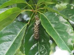 Lebeda nobilis