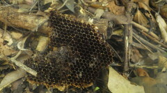 Apis mellifera unicolor