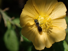 Ceratina
