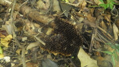 Apis mellifera unicolor