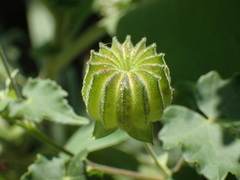 Abutilon sonneratianum