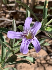 Dyschoriste linearis