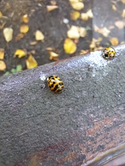 Harmonia axyridis