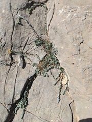 Telephium sphaerospermum