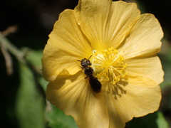 Ceratina