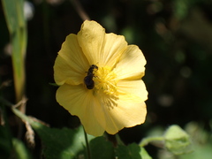 Ceratina