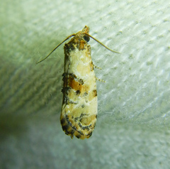 Cochylina