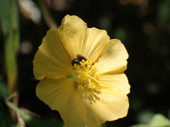 Ceratina