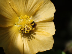 Ceratina