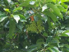 Elaeocarpus serratus