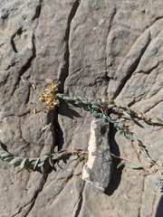 Telephium sphaerospermum