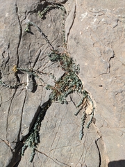 Telephium sphaerospermum