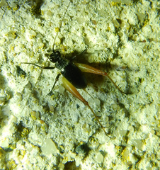 Trigonidium cicindeloides