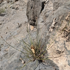 Lavandula subnuda