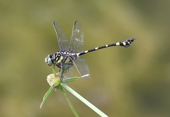Ictinogomphus pertinax