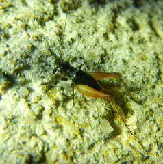 Trigonidium cicindeloides