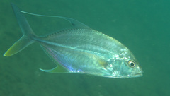 Carangichthys oblongus