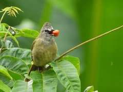 Pycnonotus flavescens