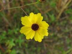 Coreopsis leavenworthii