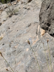 Lavandula subnuda