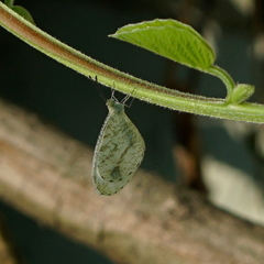 Leptosia nina niobe