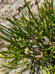 Ephedra pachyclada