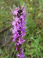 Liatris spicata