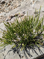 Ephedra pachyclada