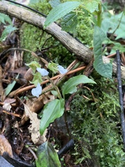 Odontochilus brevistylis
