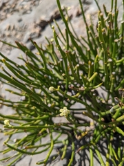 Ephedra pachyclada