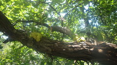 Bulbophyllum histrionicum image