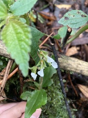 Odontochilus brevistylis
