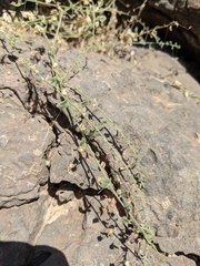 Nanorrhinum