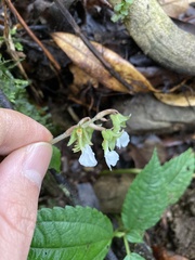 Odontochilus brevistylis