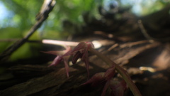 Bulbophyllum histrionicum image