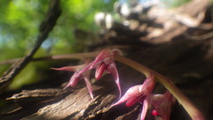 Bulbophyllum histrionicum image