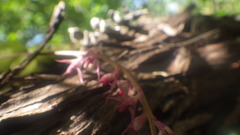 Bulbophyllum histrionicum image