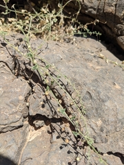 Nanorrhinum
