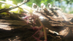 Bulbophyllum histrionicum image