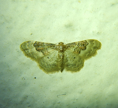 Idaea rusticata