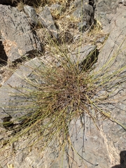 Lavandula subnuda