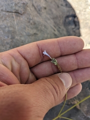 Lavandula subnuda