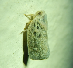 Metcalfa
